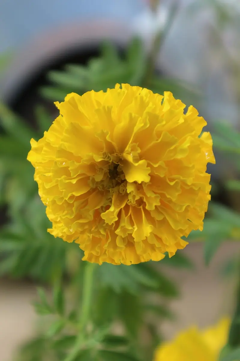 can you eat calendula oil internal use faq