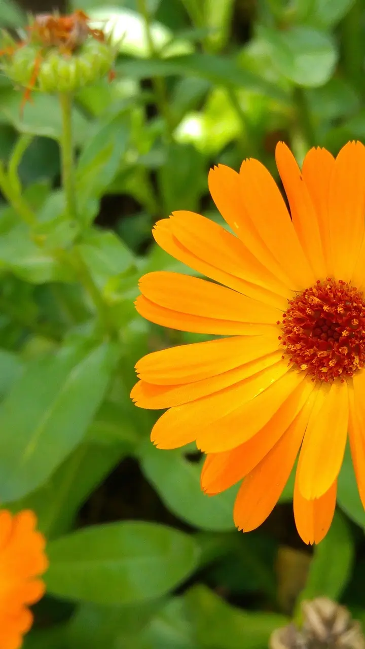 diy calendula oil hand cream for dry cracked hands