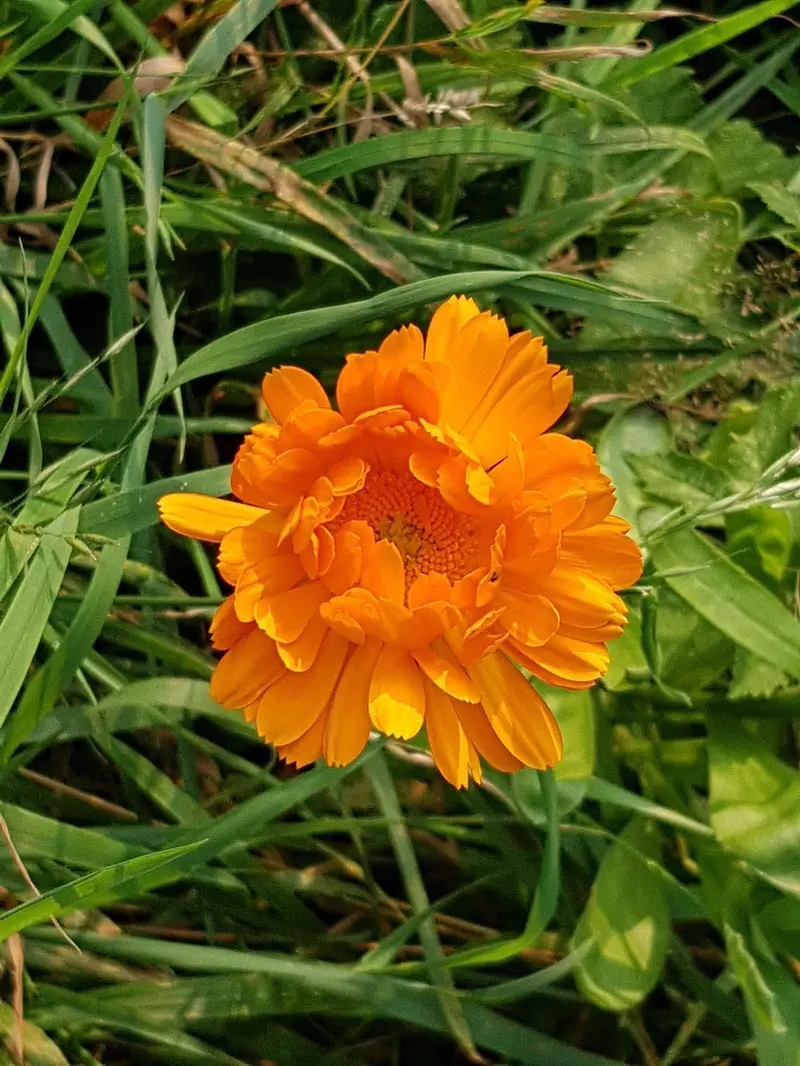how to create a calendula oil serum for glowing skin